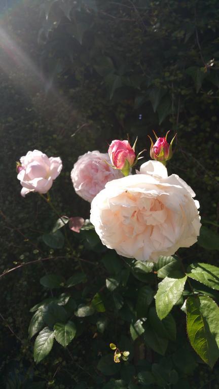 Mornington Bed & Breakfast Bagian luar foto
